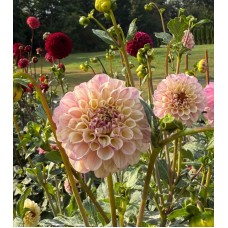 Bloomquist Wonderful