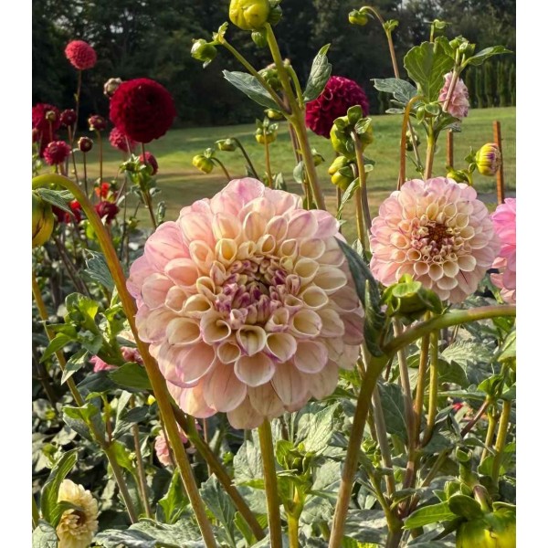 Bloomquist Wonderful