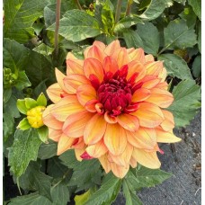 Creme de Cognac Creme de Cognac