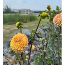 Ferncliff Spice Ferncliff Spice