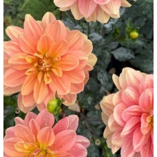 My Forever My Forever