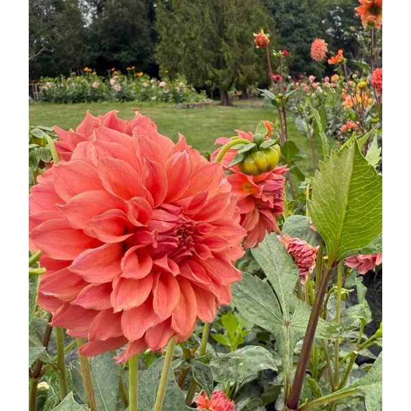 Peaches N Cream - Orange