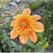 Sandia Brocade Sandia Brocade