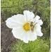 Cosmos Afternoon White - Seed