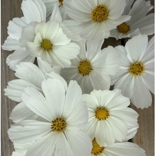 Cosmos Afternoon White - Seed
