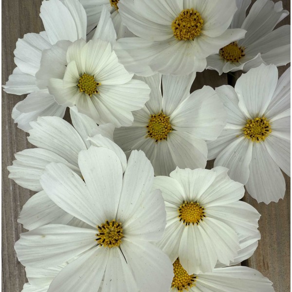 Cosmos Afternoon White - Seed