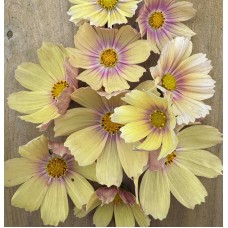 Cosmos Apricot Lemonade - Seed