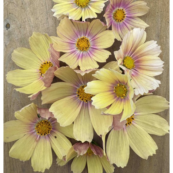 Cosmos Apricot Lemonade - Seed