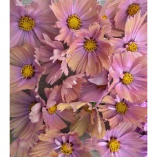 Cosmos Apricotta - Seed