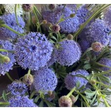 Lacey Lavender Blue - Seed