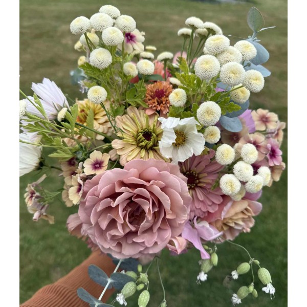 Feverfew Vegmo Snowball - Seeds