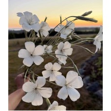 Corn Cockle Ocean Pearls - Seed