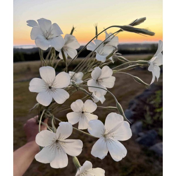 Corn Cockle Ocean Pearls - Seed