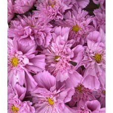 Cosmos Double Click Rose Bon Bon - Seed