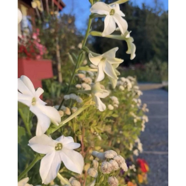 Flowering Tobacco - Seed