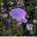 Lacey Lavender Blue - Seed