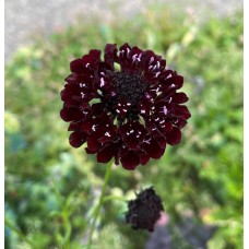 Pincushion - Black Knight - Seed