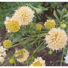 Pincushion - Fata Morgana - Seed