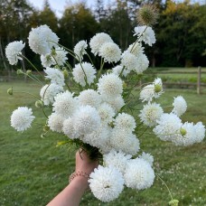 Pincushion - Snowmaiden - Seed