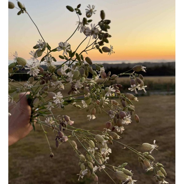 Silene Blushing Lanterns - Seed