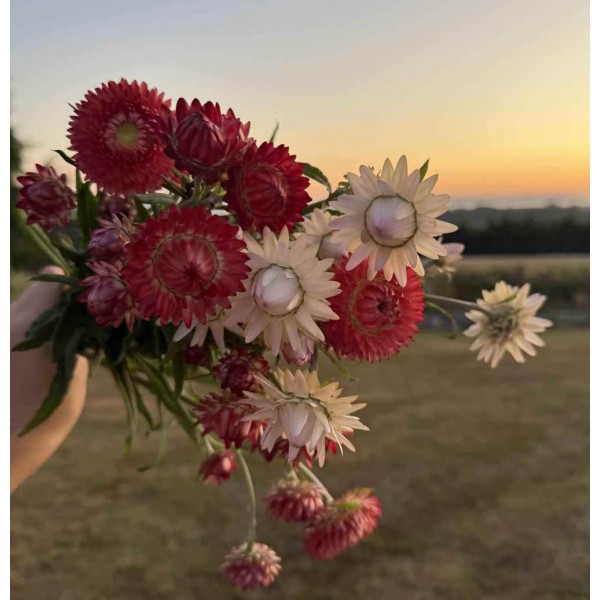 Strawflower Mix - Seeds Strawflower Mix - Seeds
