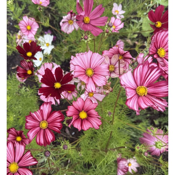 Cosmos Velouette - Seed