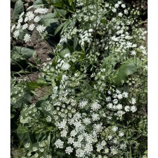 White Dill Ammi - Seed