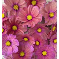 Cosmos Xsenia - Seed