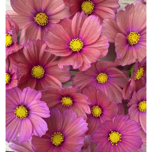 Cosmos Xsenia - Seed