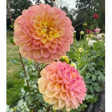 Wine Eyed Jill - Yellow Wine Eyed Jill - Yellow