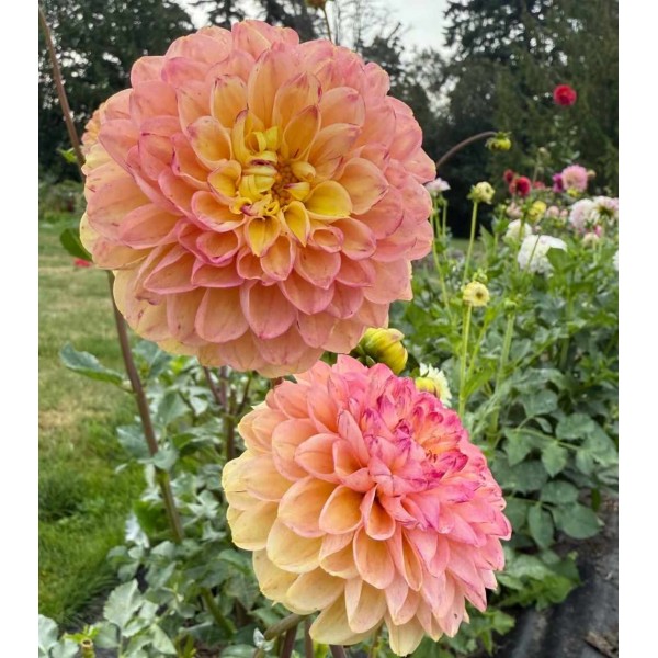 Wine Eyed Jill - Yellow